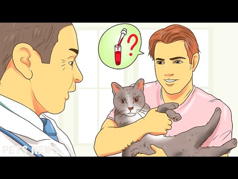 Cat Flu: Symptoms, Treatment, and Long-term Effects