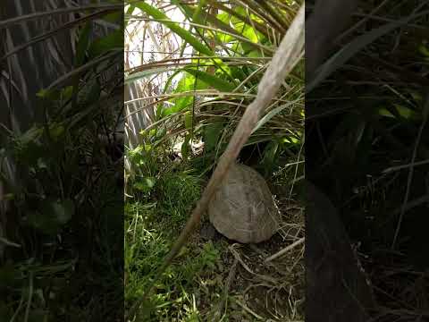 無土栽培エアロポニックスの比較