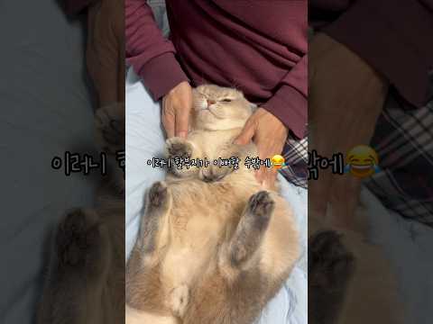 서열개념이 확실한 고양이