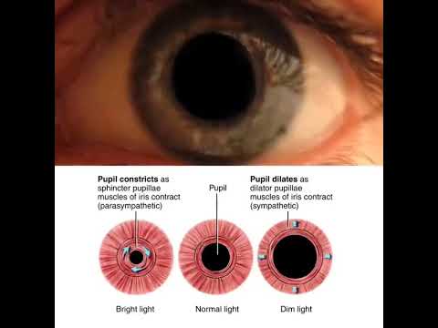 #Eyes#Pupil Reflexes#shorts