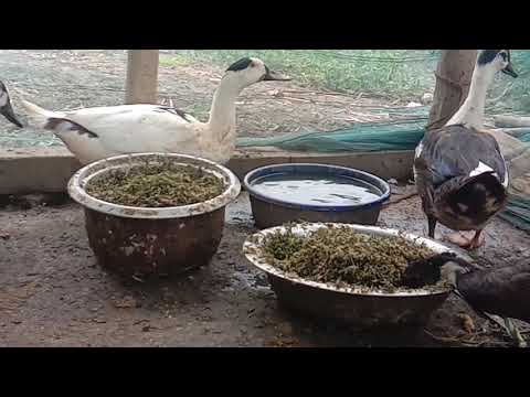 , title : 'SMALL DUCK FARM //VILLAGE SOURCE OF INCOME // LOW MAINTENANCE +LOW COST'
