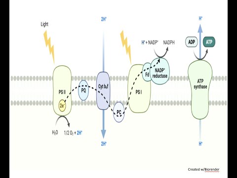 Microbial Metabolism--Chapter 9