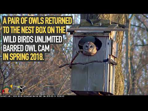2018 WBU Barred Owl Cam Season Highlights