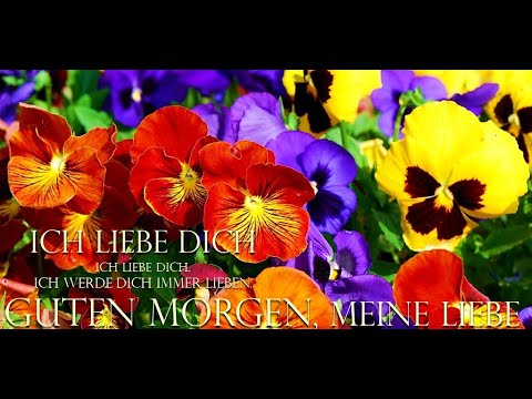 Guten Morgen Abend Gute Nacht Video