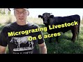 Micro-grazing Dexter Cattle and Heritage Hogs on 6 acres!