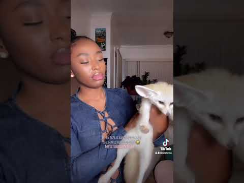 ZaZa the Fox Being Stubborn (Baby Fennec Fox)