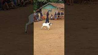 Download lagu Gagah 😎 #domba #dombakontes #dombagarut #cungurfotret #sukadomba #goat mp3 Download lagu Gagah 😎 #domba #dombakontes #dombagarut #cungurfotret #sukadomba #goat mp3