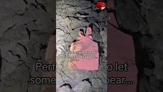 encontraram um buraco escuro  na floresta e lá tinha algo bizarro