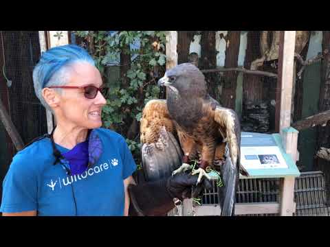 Meet Hinton the Swainson's Hawk and Talk About Migration — vzdelávací materiál o migrácii.
