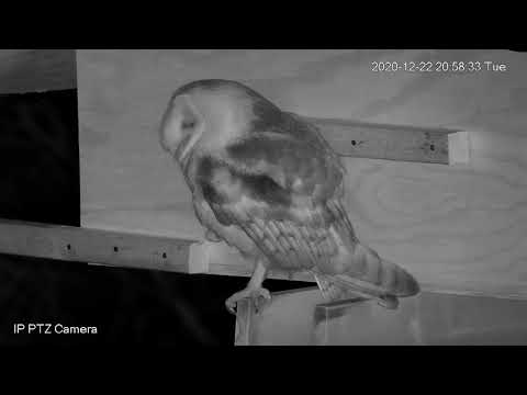 Barn Owl - fluffing feathers and standing on one foot.