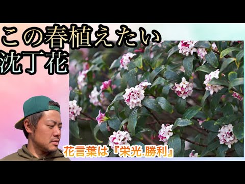 本物のジンチョウゲ 植物