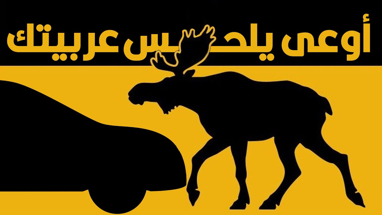 ليه حيوان الموظ بيحب يلحس السيارات؟