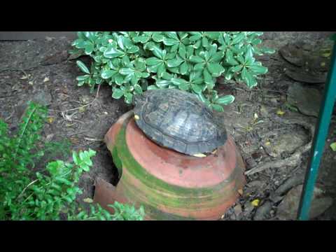 penthouse view for the big turtle- his new hangout