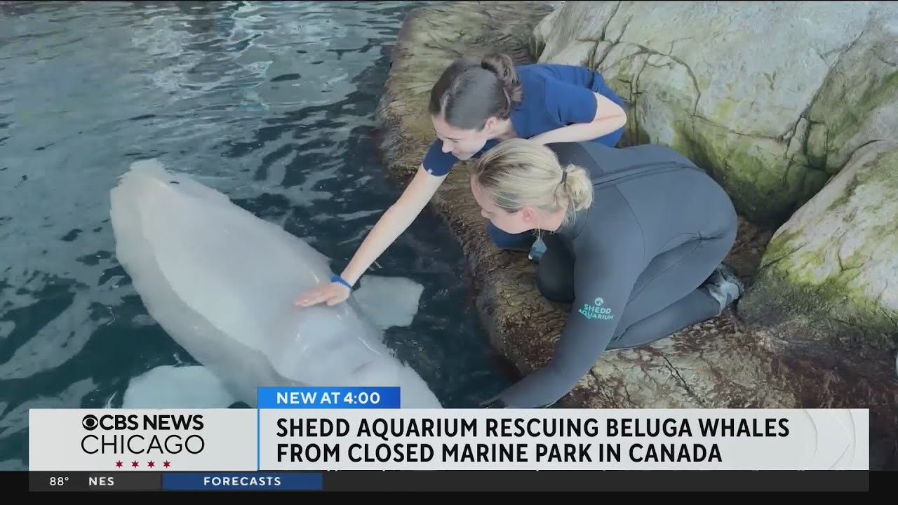 Rescued beluga whales arrive safely in Chicago