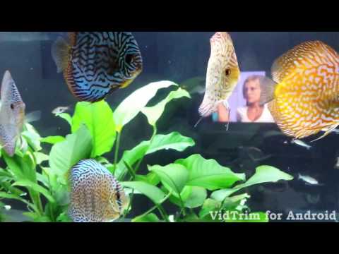 My Discus Fish Tank [HD]