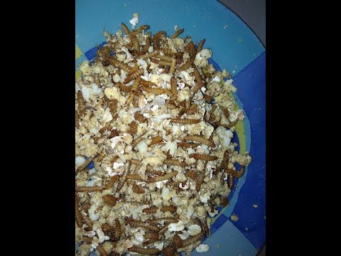 Изготовление мешанки для диких птиц в вольер ,часть1