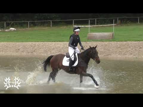 Kat. Nr. 42 - Gelding "Krilon" by Sir Oliver *2017 - Trakehner Hengstmarkt 2021