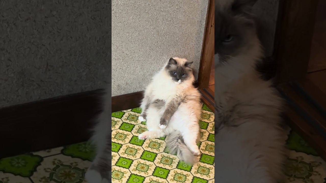 Meu gatinho senta sozinho 🤪🤪🤪🥰🥰🥰😻