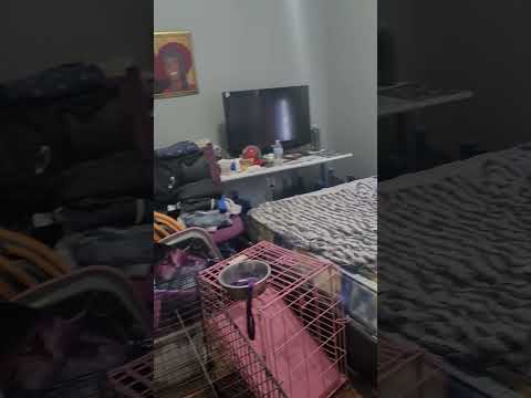 Melvina,  The Sock Lover Dog. Check the description for some FREE treats for YOU.