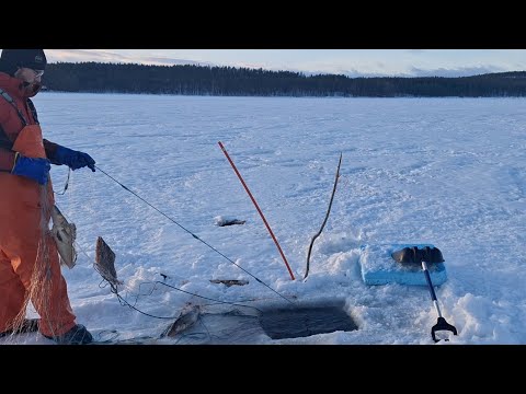 Talviverkoilla Pielisellä  14.1.25. Jata 35, kunnon KYRMYNISKA!