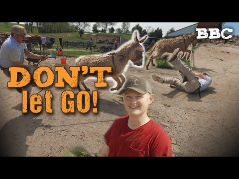 Blacksmith Boot Camp: S1 E6 - 90 Donkeys Trimmed & a Final Chance