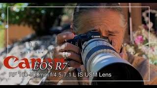 Wildlife from the garden in Pine Mountain Club CA with the Canon R7 and 100-500mm lens! Awesome 📷