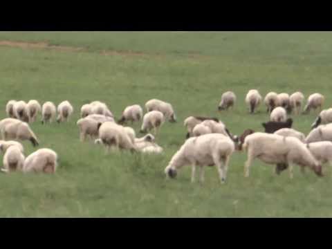 草原ヤギのひげ 植物