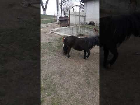 Poneii lui Danut de la Bratca Bihor 2020