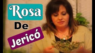 ROSA DE JERICÓ PARA ATRAER EL DINERO ~ Atrae El Dinero A Tu Casa