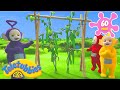 Teletubbies Exploring Healthy Foods Nature Growing Green Beans Full Episodes