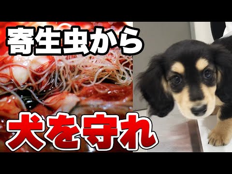 犬の糞便中の寄生虫 – 原因と対処法