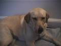 Gracie The Dog