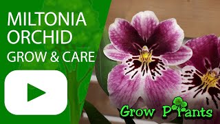 Miltonia orchid - grow & care (Pansy orchid)