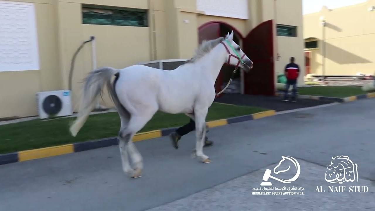 MEKHDHIM AL NAIF (QA) 2016