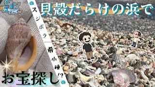 【秘境】見渡す限り貝だらけの海岸で宝探し！希少な貝殻を探し出せ！！【ビーチコーミング/ゆっくり実況#6】