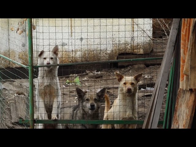 Осторожно, злые собаки!