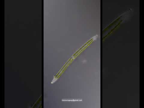 Diatomea Artilleros Colonia Uruguay