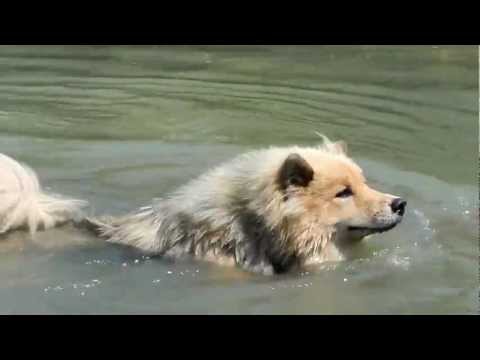 Schwimmausflug Kaltenleutgeben