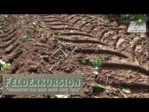 84. Feldexkursion: Rübenernte - NU Agrar, 04.10.2017
