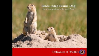 Webinar - Prairie Dog Restoration