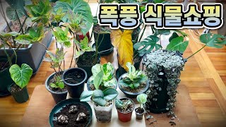 폭풍 식물쇼핑 하울!! 일주일 동안 구입한 식물 ㄷㄷㄷ
