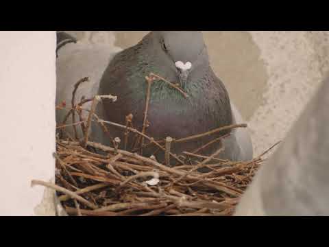 Bird nests – versatile cradles