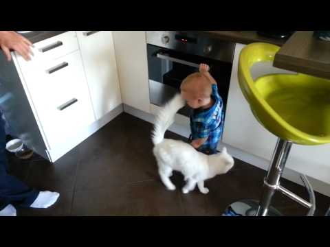 Cat Protects Little Boy From the Hot Stove
