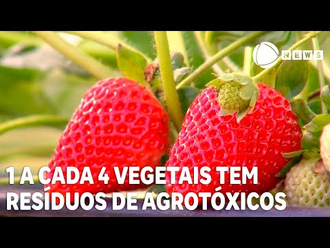 Um a cada quatro vegetais tem resíduos de agrotóxicos, revela estudo