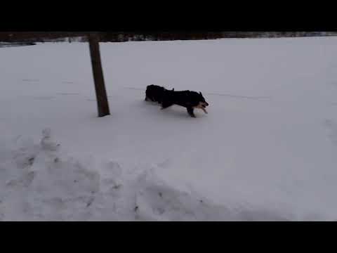 Mina hundar leker på parkeringen i Vimmerby den 17 februari 2021.