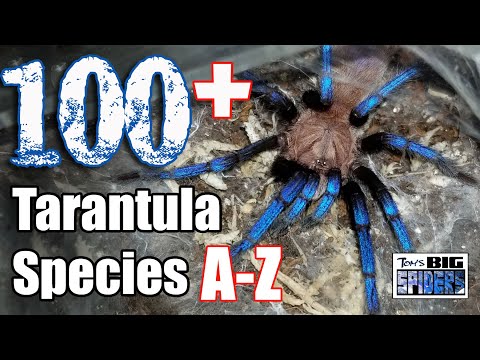 Top 100 Plus Favorite Tarantula Species - A Collection Tour