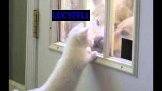 ABRAZADOS  - LOS ANGELES NEGROS