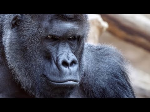 TRAPFLOOR GUAP x TRAPFLOOR KAMOOO - BULLY (VISUALIZER)