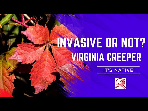 The Native Virginia Creeper Parthenocissus quinquefolia