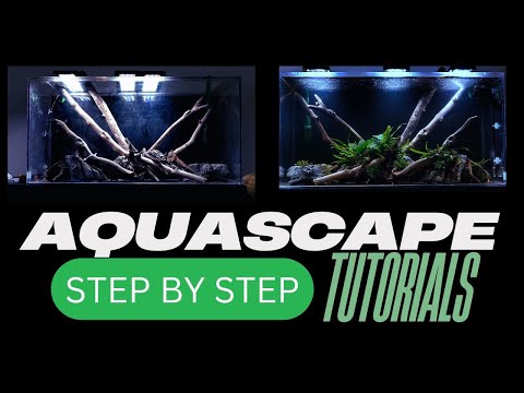 Complete Aquascaping Beginners Guide   Learn ALL The Basics!